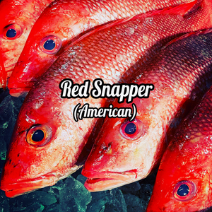 Red Snapper (American)
